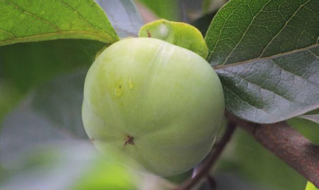 青色尖头柿子能做柿饼吗