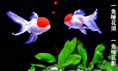 ​养金鱼需要晒太阳吗（金鱼的饲养方法和注意事项有哪些）
