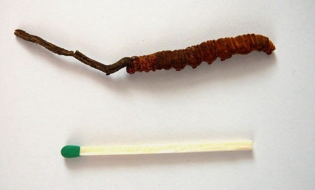 吃伟哥有性命伤害吗?闭于伟哥的十大恐惧小说