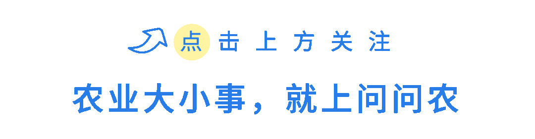 常见的24种葡萄品种（盘点葡萄5大热门品种）(1)