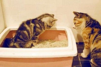 ​宠物猪为什么不怕人 为什么家猪不怕野猪