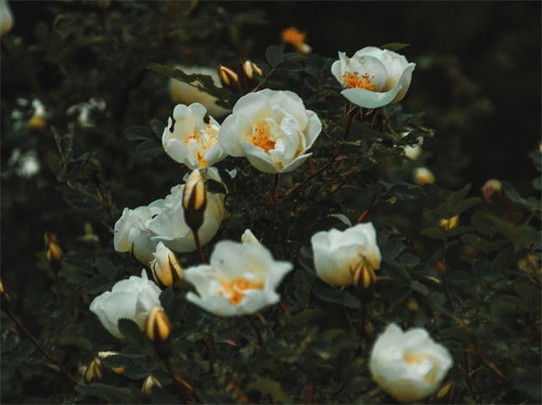 男人不想回家的原因(男人不回家预示什么)