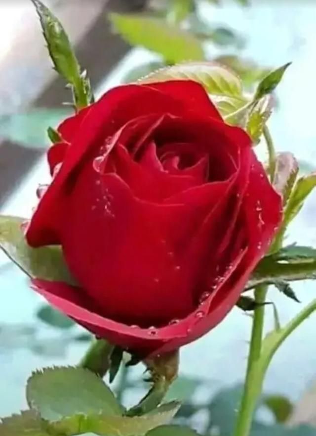 祝福老师节日快乐的话，“祝老师节日快乐”的成语有哪些？图7