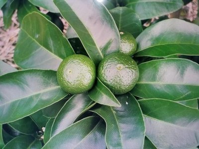 ​柑橘的晚夏梢到底放不放 放的话会出现落果和病虫害么