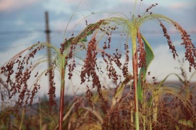 ​黄酒一般卖多少钱一斤呢？黄酒一般卖多少钱一斤合适