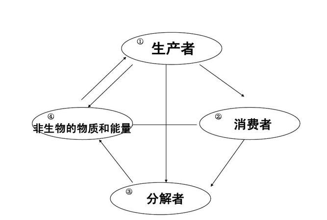 社会再生产四大环节中的分配和交换是什么意思