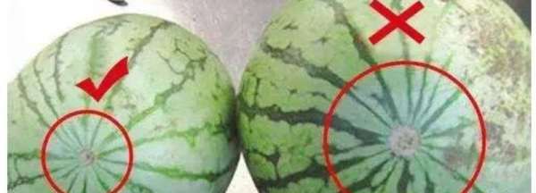 西瓜分公母如何辨别,西瓜怎么分公母哪个好吃图8