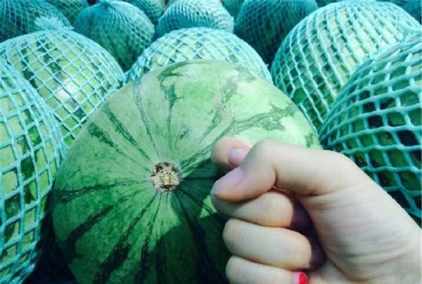 西瓜分公母如何辨别,西瓜怎么分公母哪个好吃图4