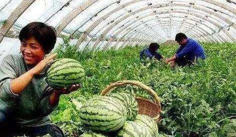 西瓜分公母如何辨别,西瓜怎么分公母哪个好吃图3