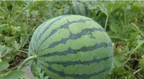 西瓜分公母如何辨别,西瓜怎么分公母哪个好吃图5