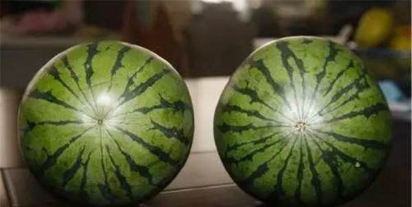 西瓜分公母如何辨别,西瓜怎么分公母哪个好吃图2