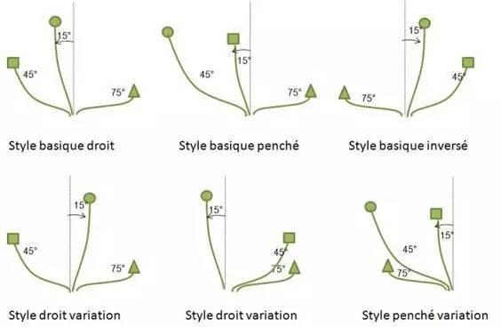 插花的13个基本技巧教程 0基础也能学会的插花教程(3)