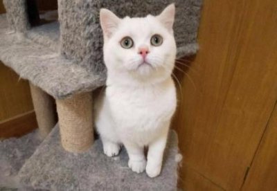 ​在家生殖观赏鱼赚钱十大生殖最快的观赏鱼