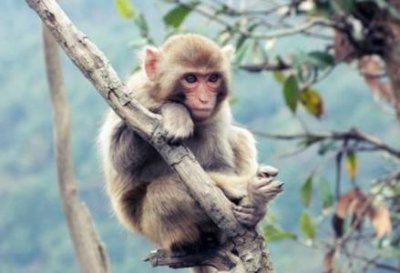 ​环尾狐猴之间的臭味调情