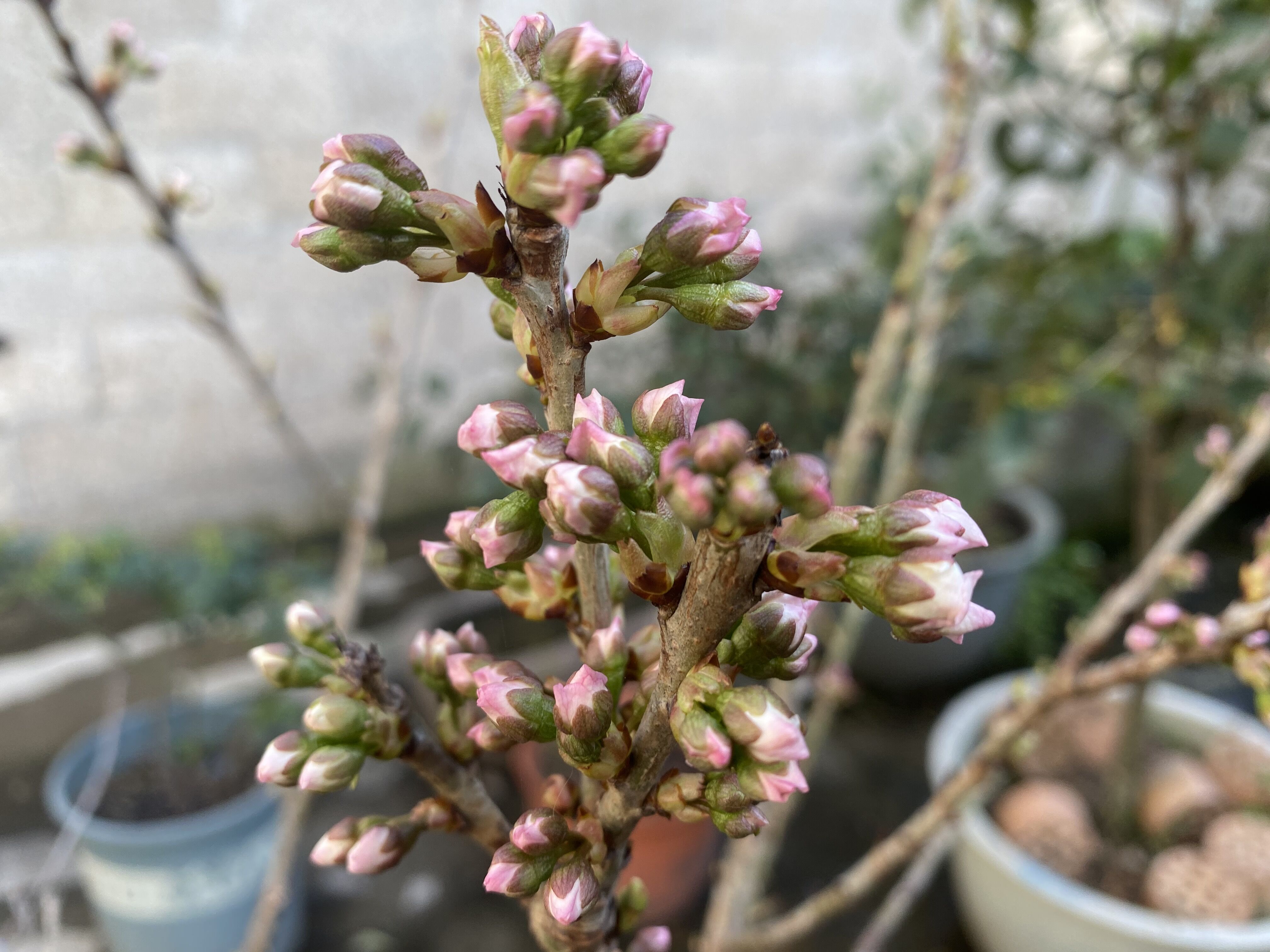 樱桃什么时候开花结果（初春的养护是关键做好4点）