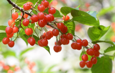 ​樱桃什么时候开花结果（初春的养护是关键做好4点）