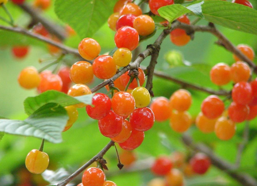 樱桃什么时候开花结果（初春的养护是关键做好4点）