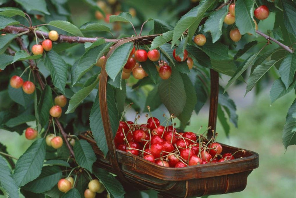 樱桃什么时候开花结果（初春的养护是关键做好4点）