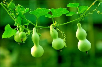 ​小葫芦几月份种最好（阳台栽种小葫芦盆栽时间和方法）