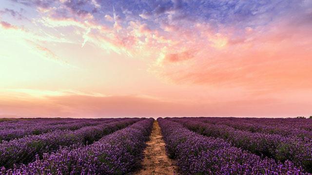 世界著名花海 世界最美十大花海