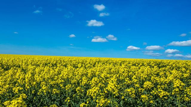 世界著名花海 世界最美十大花海