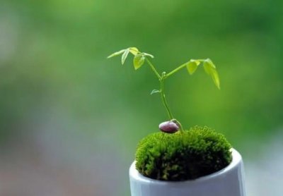 ​自然界致命植物有哪些盘点世界十大毒王植物