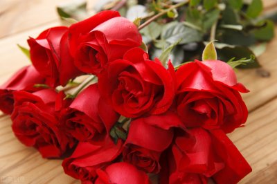 小玫瑰为什么室内养不活(为什么盆栽小玫瑰容易死)