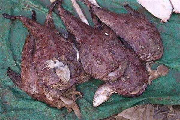 安康鱼什么人不能吃 婴儿能吃安康鱼吗 安康鱼什么人不能吃 婴儿能吃安康鱼吗