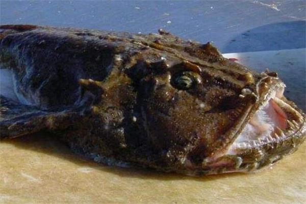 安康鱼什么人不能吃 婴儿能吃安康鱼吗 安康鱼什么人不能吃 婴儿能吃安康鱼吗