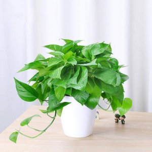 适合家养的绿植(适合家养的绿植推荐)