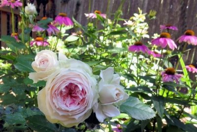 ​花朵外白内粉，耐晒耐热，门廊绒球月季优缺点大盘点