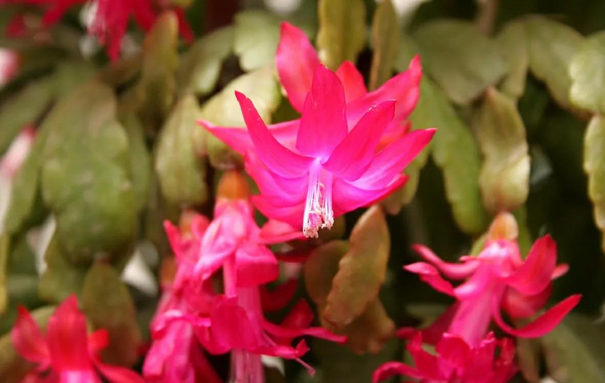 0种代表冬天的植物,养在家里红火喜庆