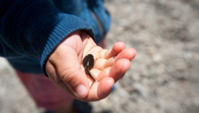 ​蝌蚪长成青蛙需要几天