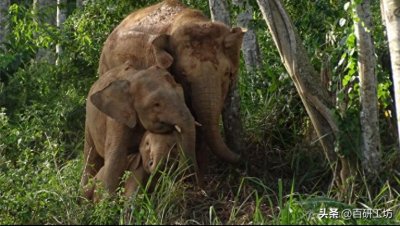 世界上最小的大象现在被正式列为濒危物种