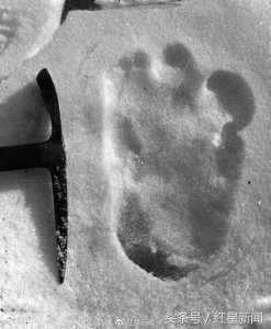 科学家解密:让人痴迷的“雪怪”,竟只是“熊出没”?