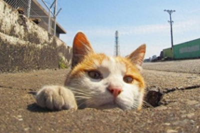 女生说丑拒是什么意思 别人说丑拒怎么回复