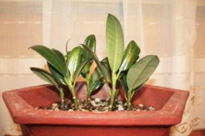 橡皮树盆栽怎样扦插?方法很简单,一学就会!