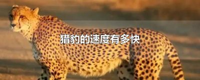猎豹的速度有多快