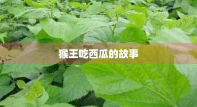 猴王吃西瓜的故事(猴王吃西瓜的故事教案)