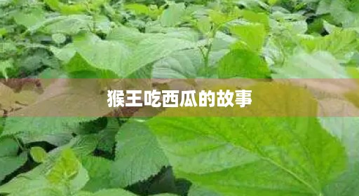 猴王寓意整版西瓜完整原文吃月亮猴王西瓜的文字文字寓意视频故事作者朗诵寓意寓意姐姐告诉原文吃