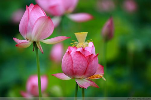 映日荷花别样红的寓意(映日荷花别样红的寓意是什么)