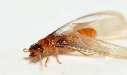 大水蚁怎么分公母