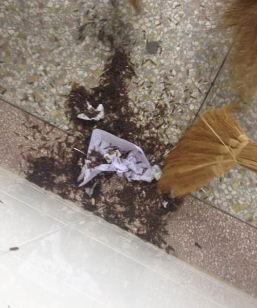 大水蚁，大水蚂蚁学名？图4