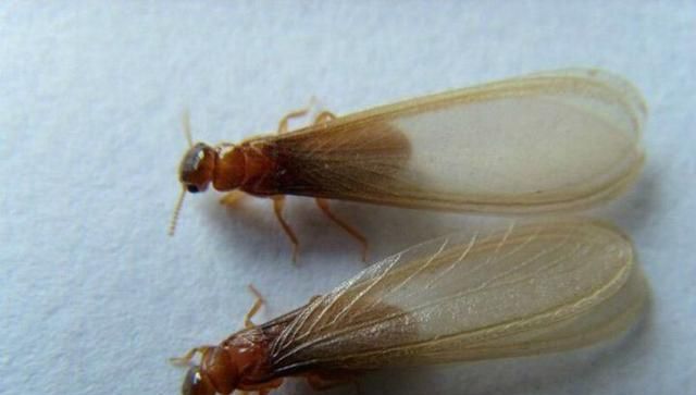 大水蚁，大水蚂蚁学名？图3