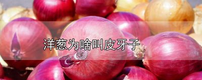 洋葱跟皮牙子有什么区别 皮牙子和洋葱是不是一种东西呢