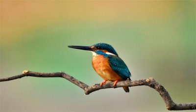 鸣禽类鸟有哪些