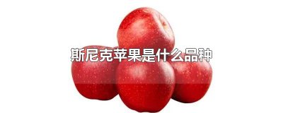 斯尼克苹果是什么品种