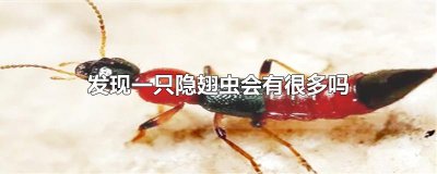 发现一只隐翅虫会有很多吗