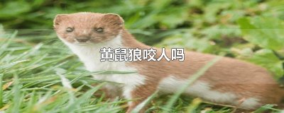 黄鼠狼咬人吗