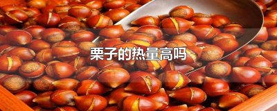 栗子的热量高吗